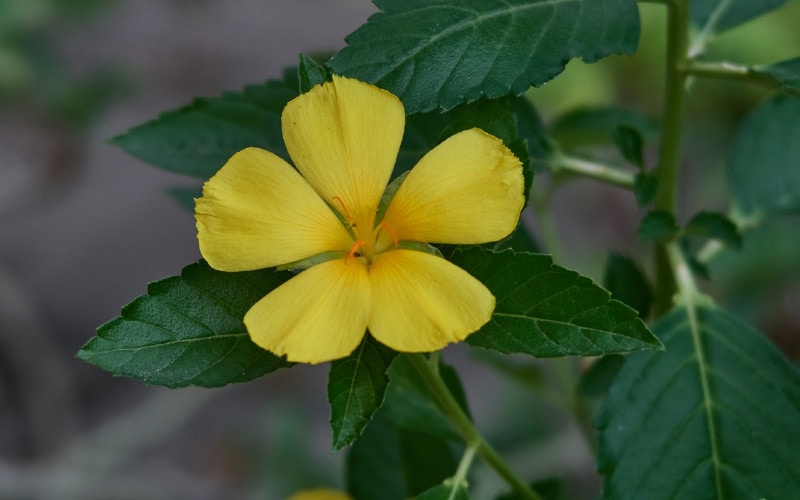 yellow Alder flower