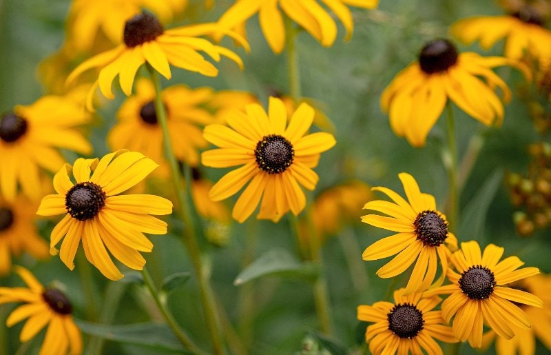 yellow Black-Eyed Susan (Rudbeckia hirta) flowers