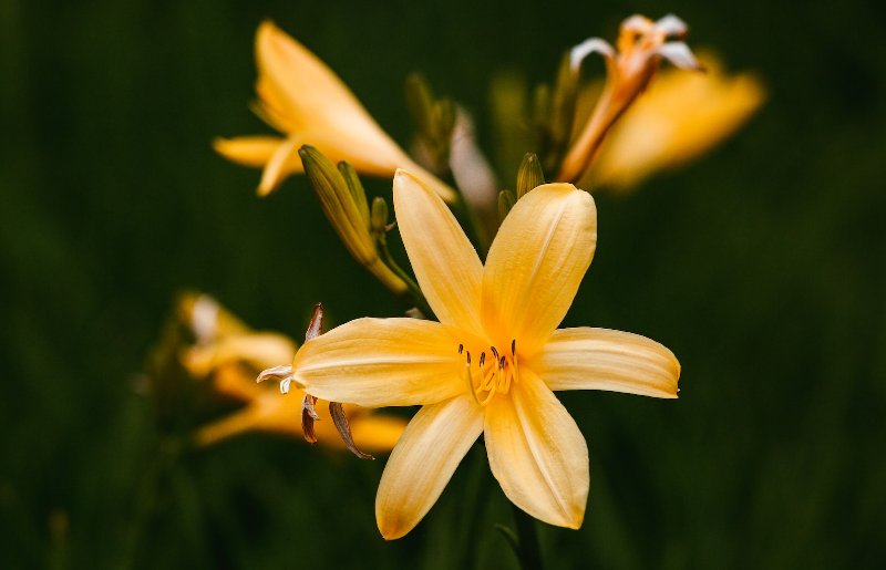 yellow Daylilies (Hemerocallis lilioasphodelus) flower in a field