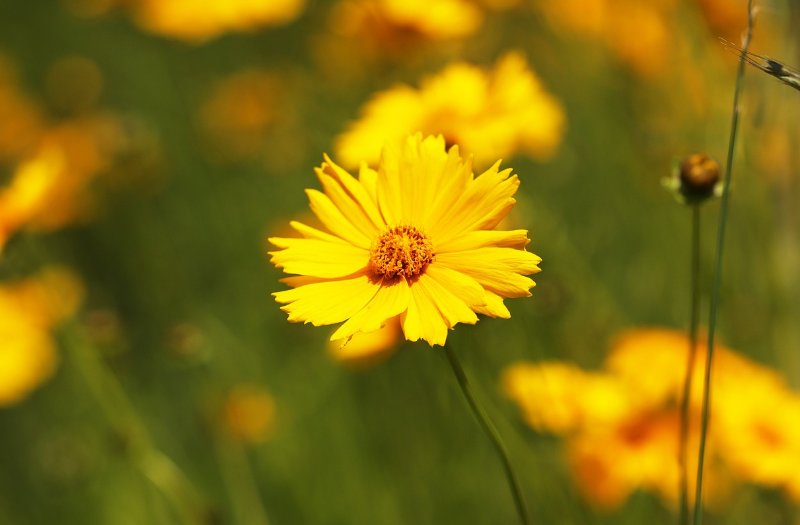 yellow Tickseed Coreopsis flowers in a field