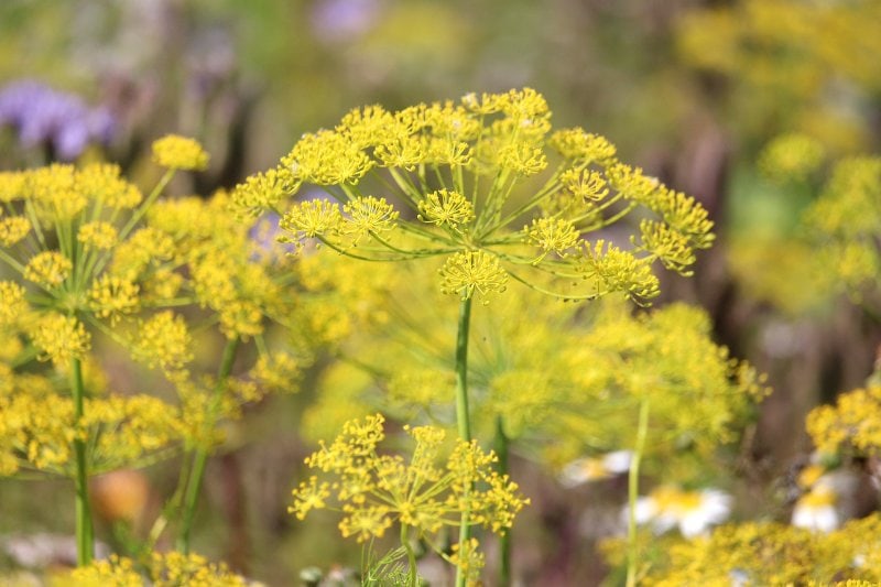 yellow dill flowers