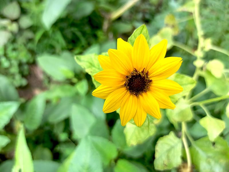 yellow dwarf sunflower