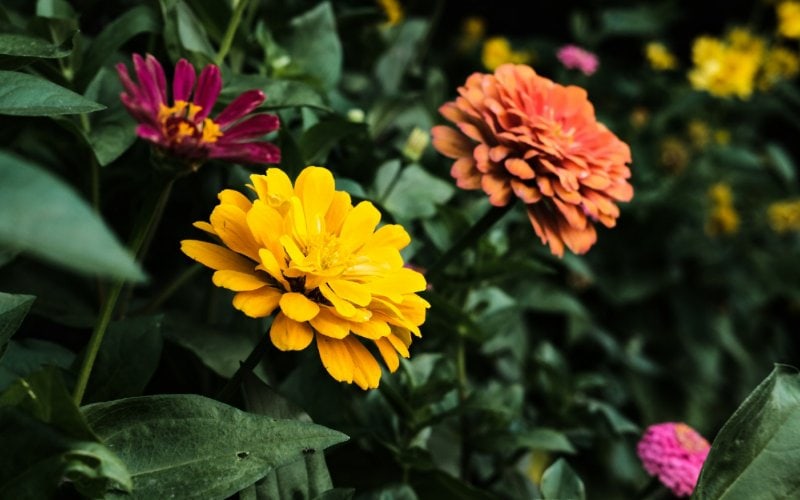 zinnia flowers in different colors
