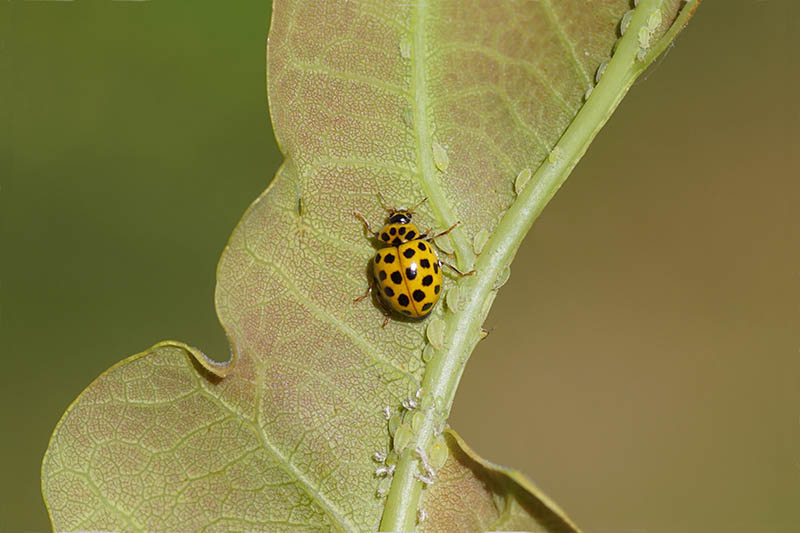 22-spot ladybug