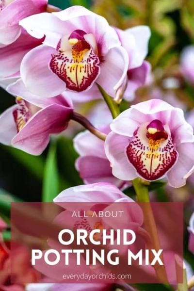 All About Orchid Potting Media