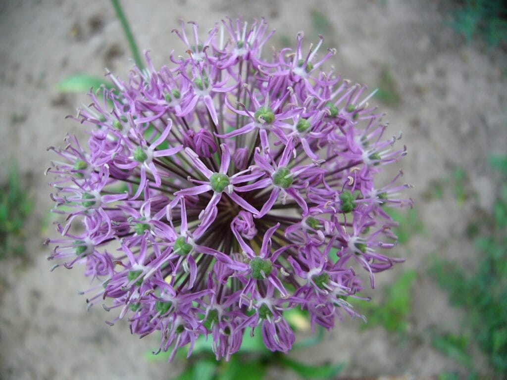 Allium canadense