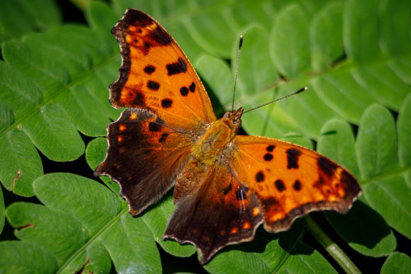 American copper (Lycaena phlaeas) butterfly resting on a leaf