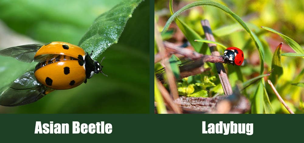 Asian Beetle vs Ladybug side by side