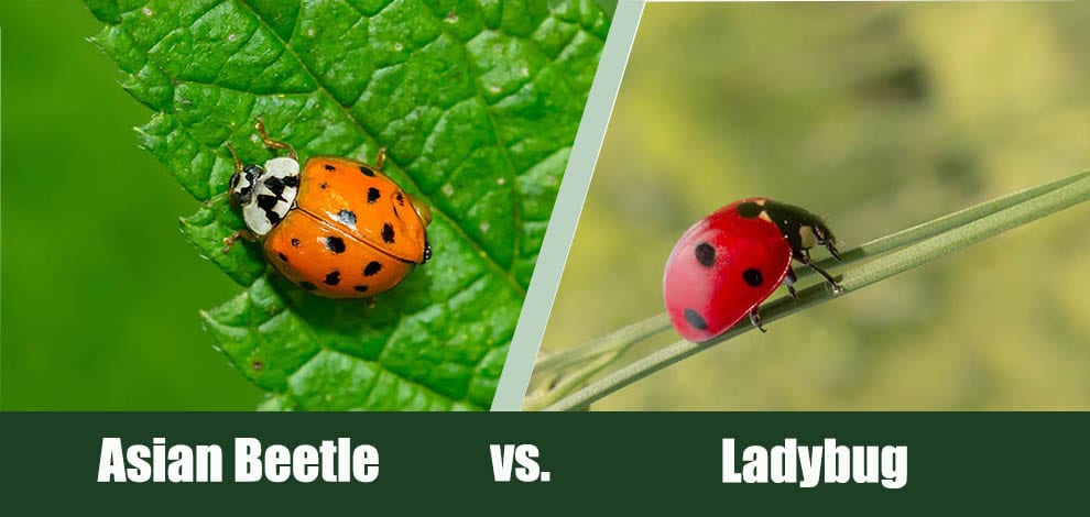 Asian Beetle vs Ladybug