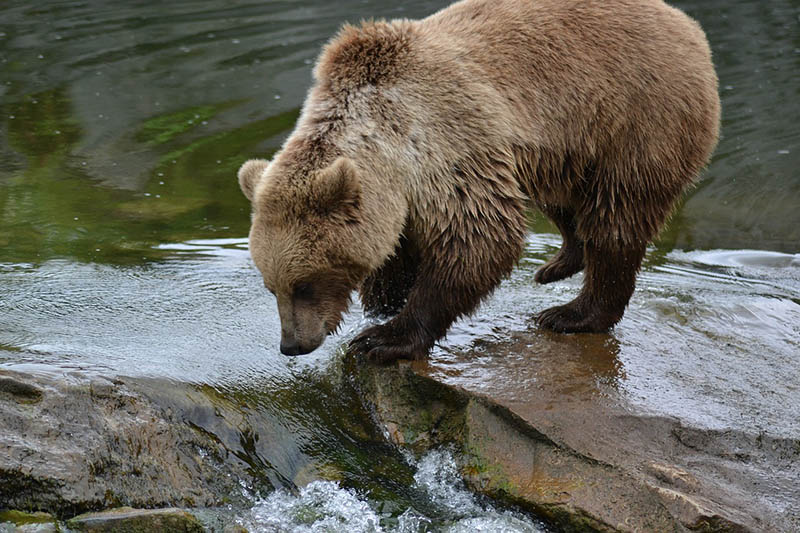 Bear drinking water from the river