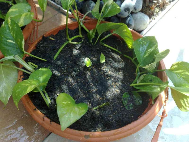 Best Potting Soil Mix for Pothos – A Complete Guide
