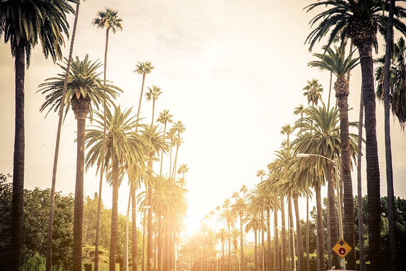Beverly Hills street with palm trees at sunset