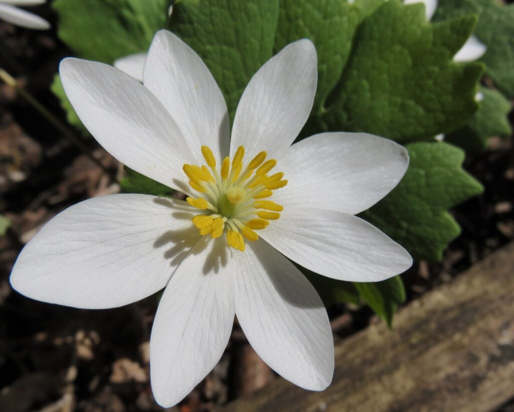 Bloodroot