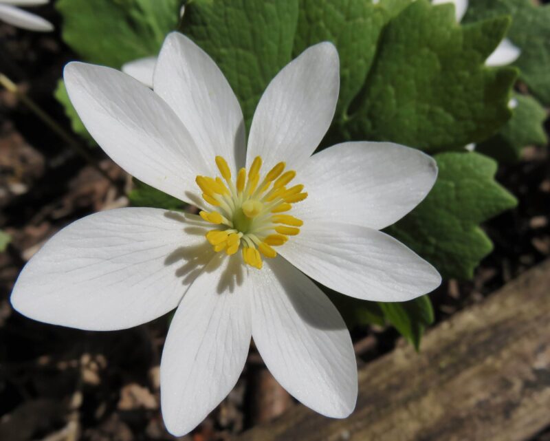 Bloodroot