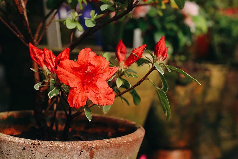 Blossoming colorful azalea flower in pots greenhouse orangery