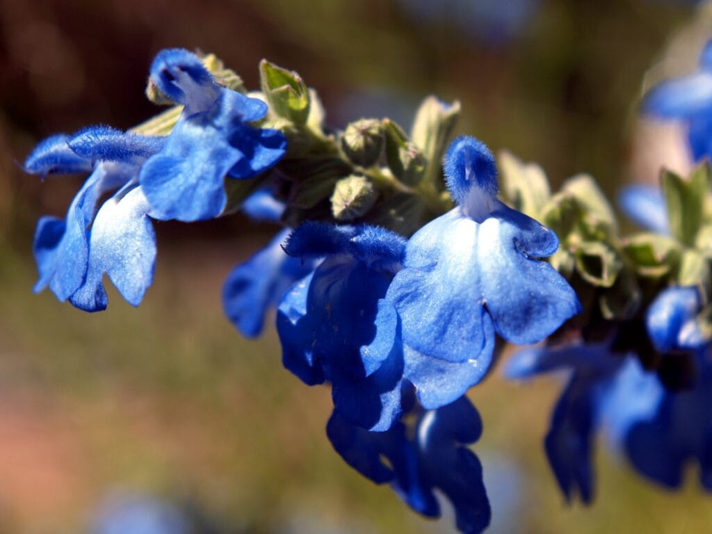 Blue Sage