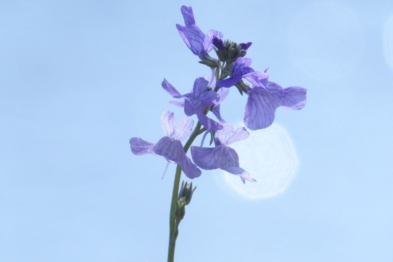 Blue Toadflax with blue sky backdrop