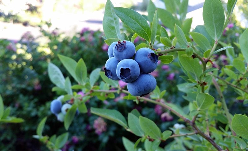 Blueberry plant