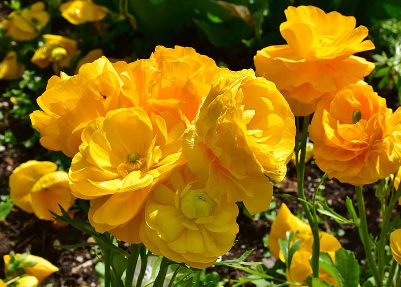 Buttercup Ranunculus