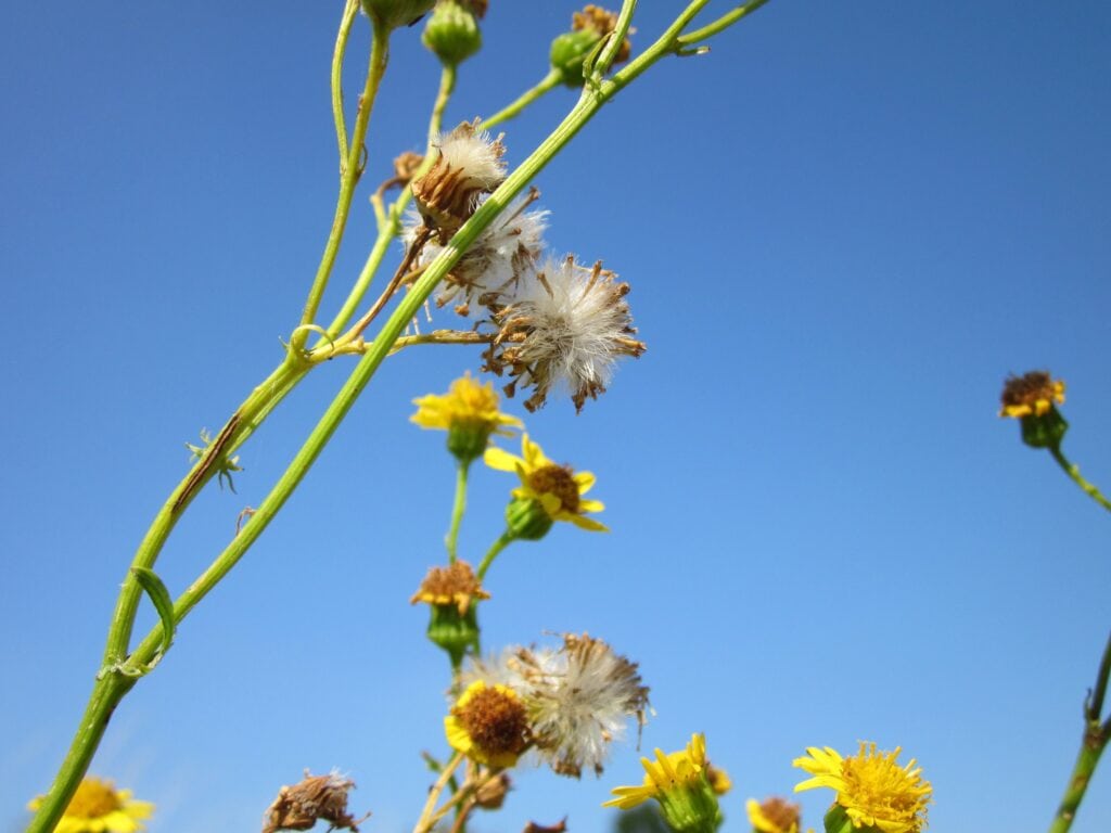 Butterweed