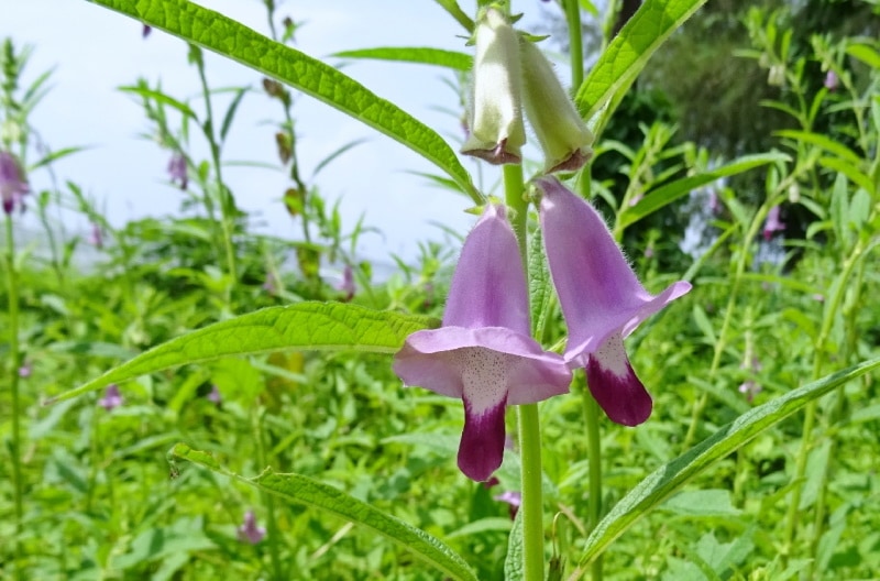 Calico Beardtongue in the backyard