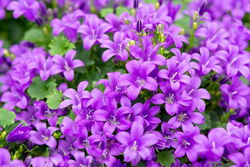 Campanula americana or American bellflower