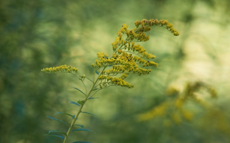 Canada Goldenrod (Solidago canadensis)