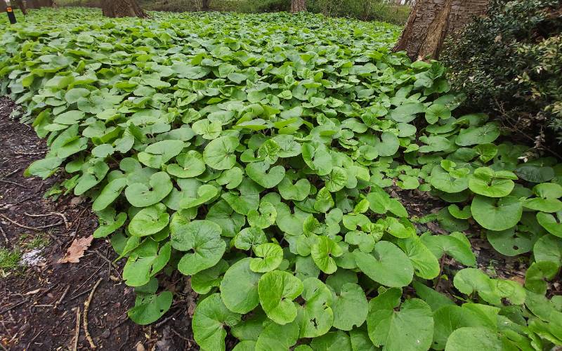Canadian Wild Ginger (Asarum canadense)