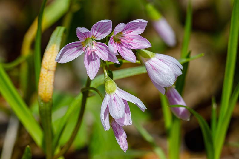 Carolina Spring Beauty Claytonia caroliniana