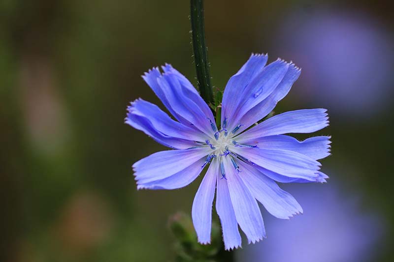 Chicory (Cichorium intybus)