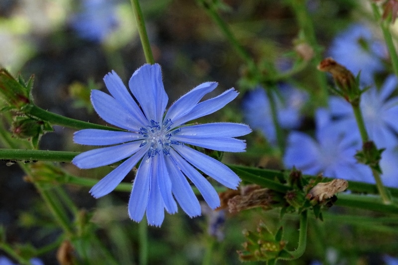 Chicory flower up close