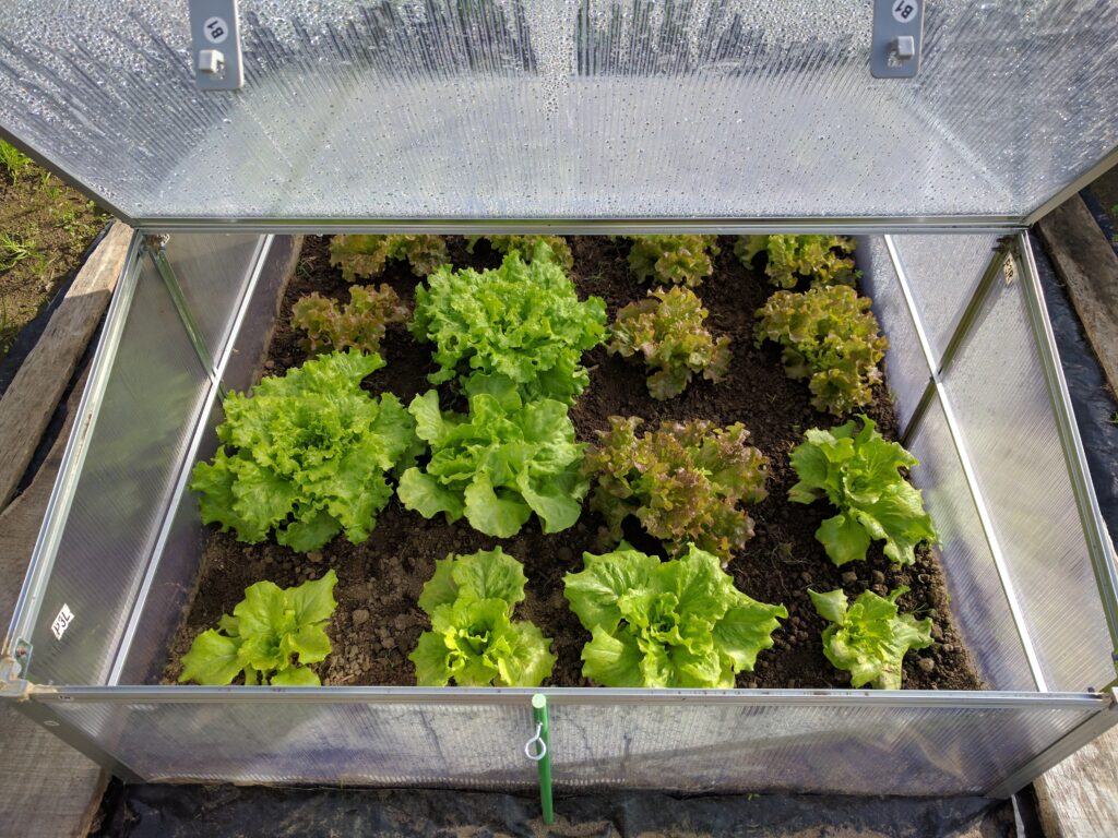Cold Frame