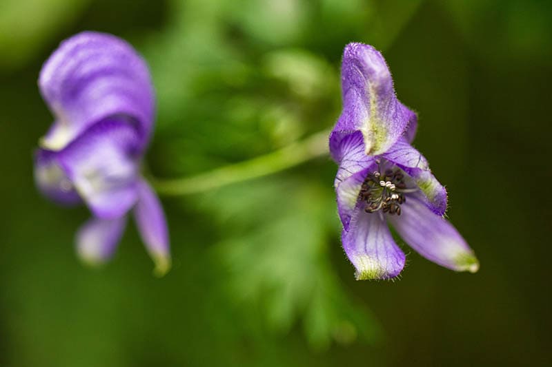 Columbian Monkshood Aconitum columbianum