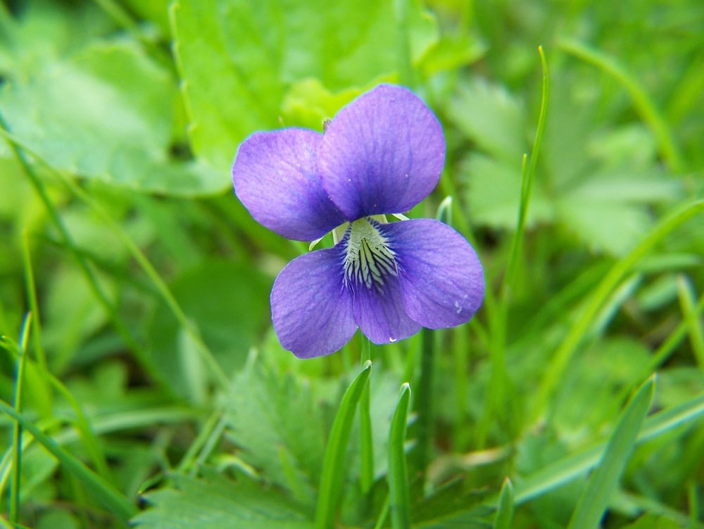 Common Blue Violet (Viola sororia)