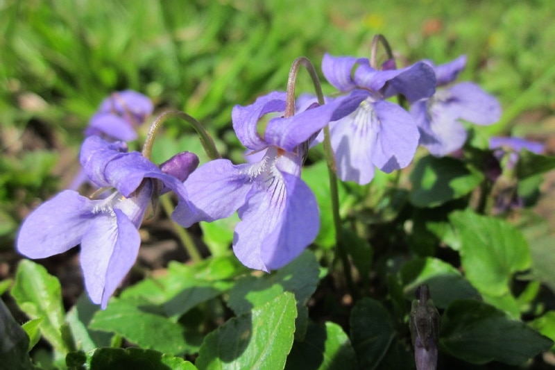 Common Blue Violet plan