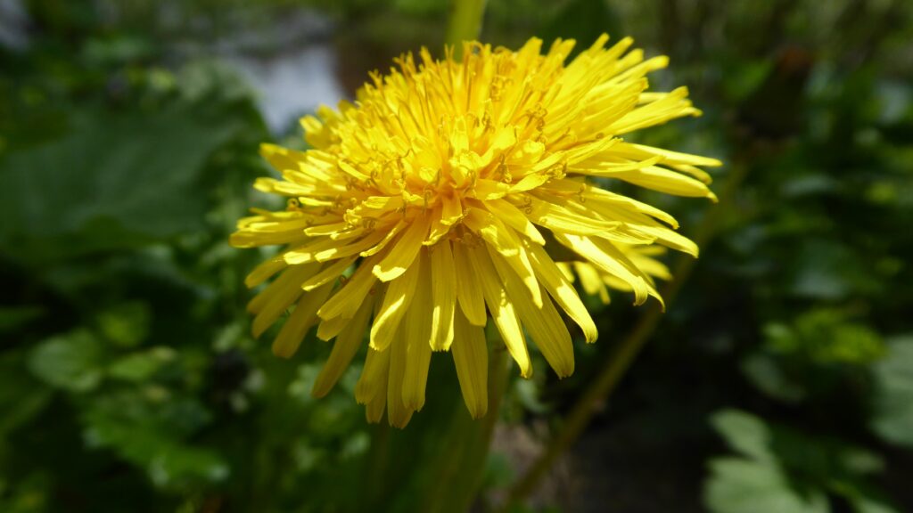 Common Dandelion