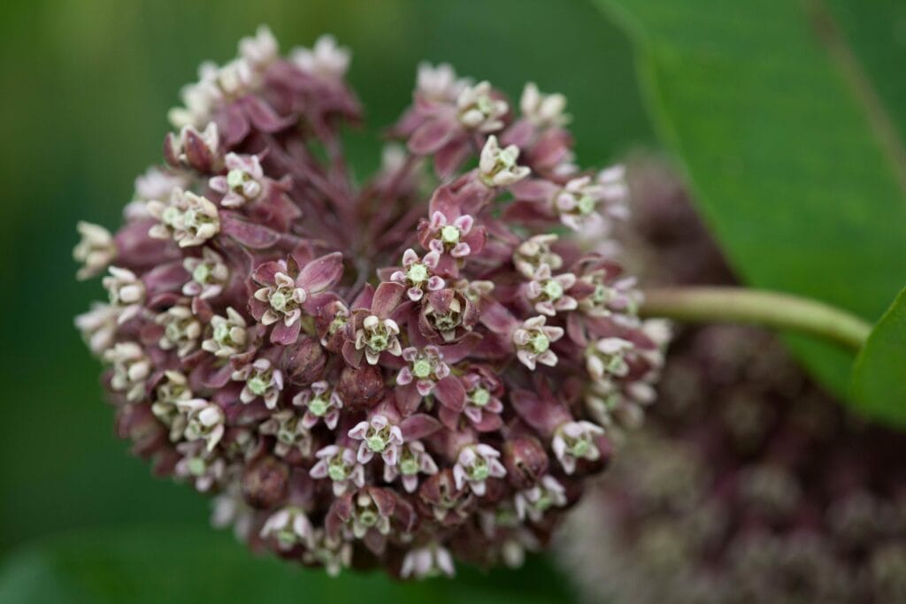 Common Milkweed