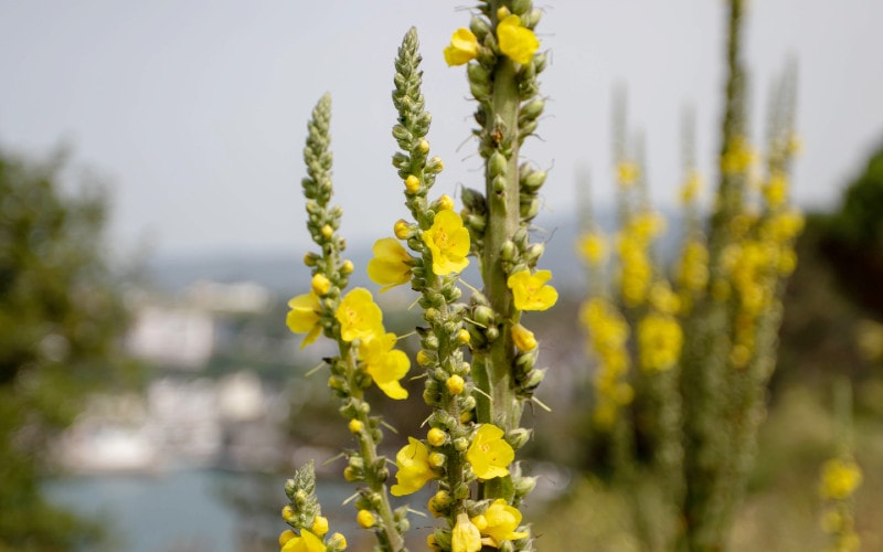 Common Mullein (Verbascum thapsus)