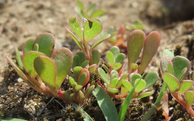 Common Purslane (Portulaca oleracea)
