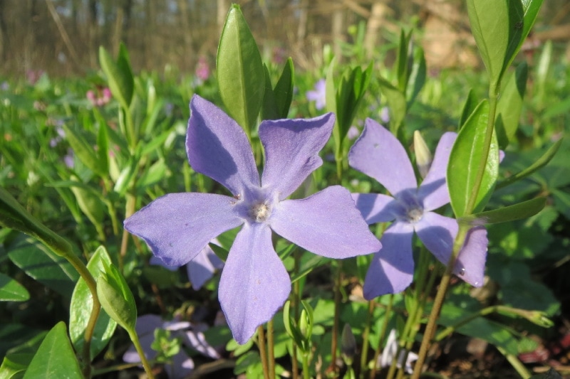 Common periwinkle plant
