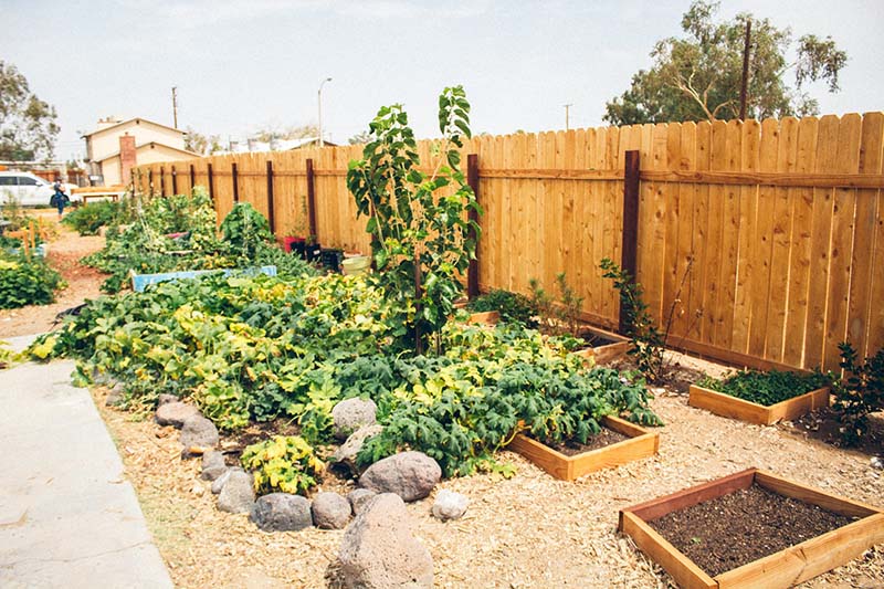 Community garden with fence