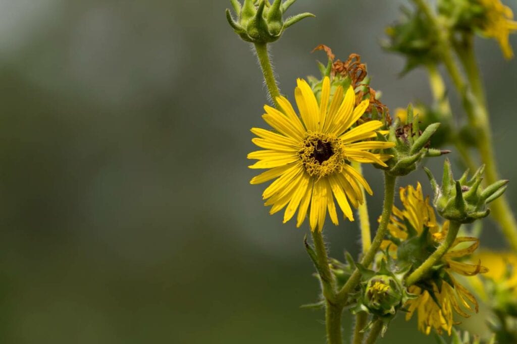 Compass Plant
