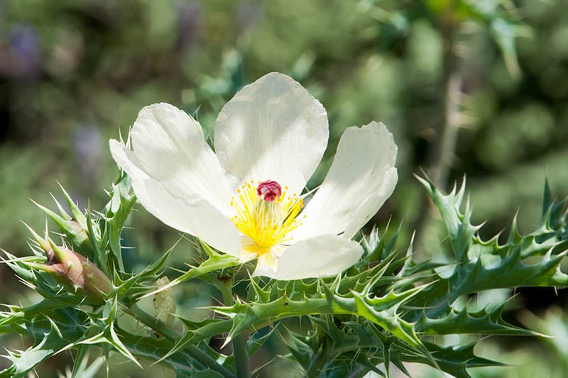 Crested prickly poppy argemone polyanthemos