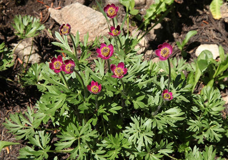Cut-Leaved Anemone (Anemone multifida) pink wildflower