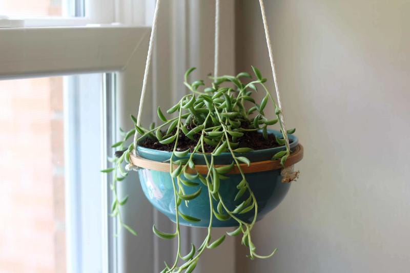 DIY Hanging Succulent Planter