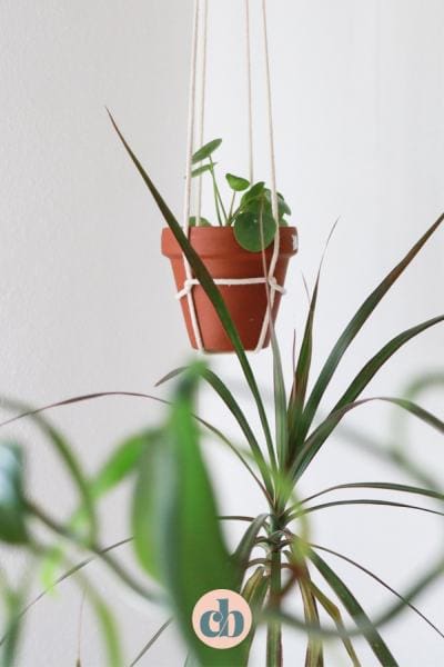DIY Plant Hanger (With Just One Knot)1