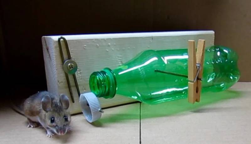 DIY simple soda bottle mousetrap