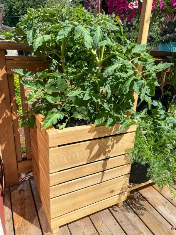DIY wooden tomato cage