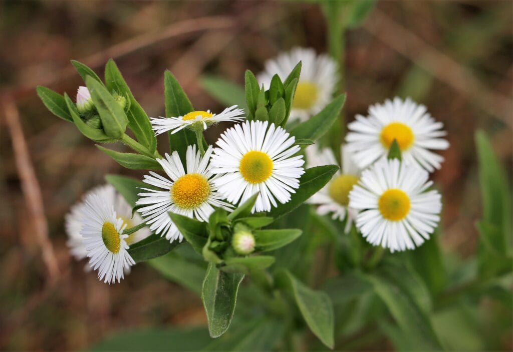 Daisy Fleabane (Erigeron annuus)