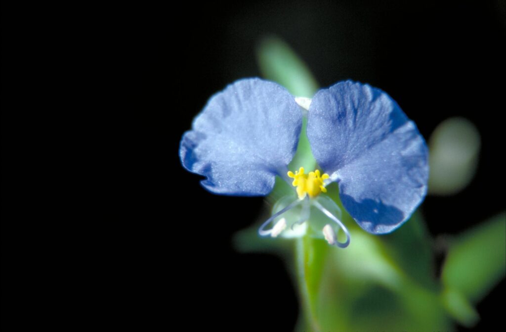 Dayflower